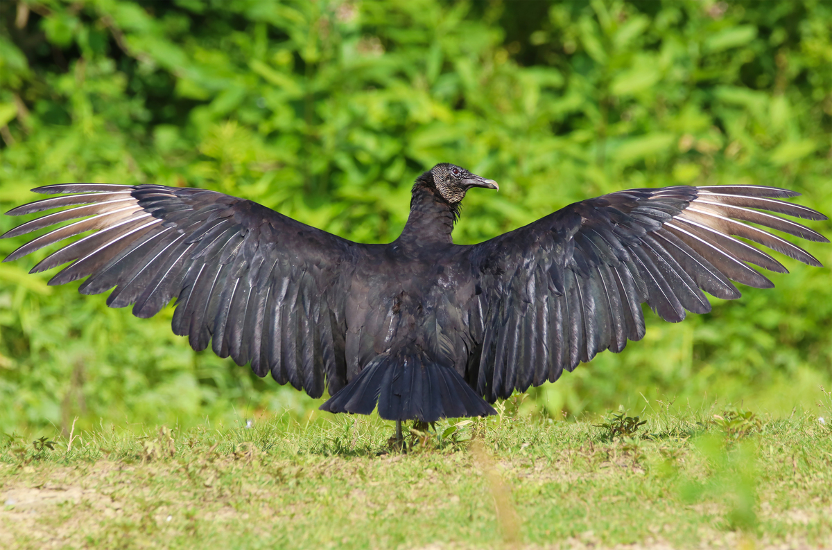 a black vulture standing on the ground with it's wings outspread